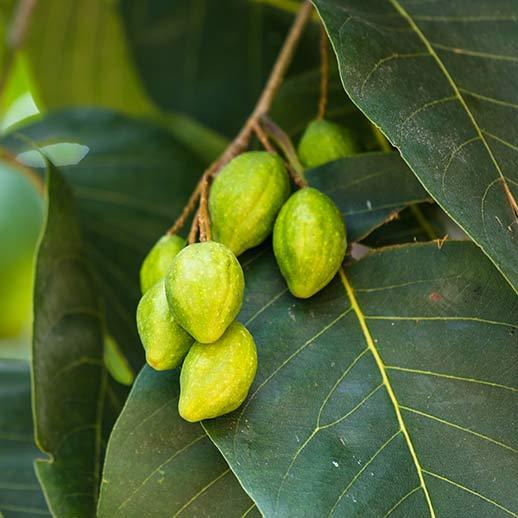 haritaki-terminalia-chebula-primary