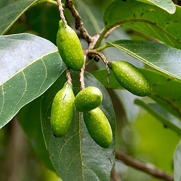 myrobalan
