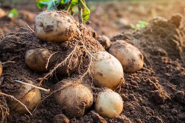 potatoes-export-fromipune