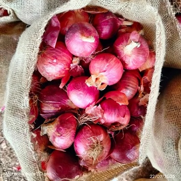 red-onion-pune